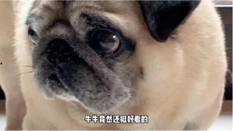 哈皮马最新转盘爆料,惊喜福利等你来拿！  第1张